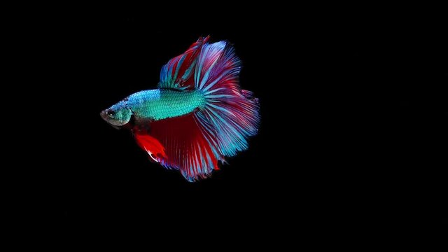 Siamese fighting fish (Betta splendens)