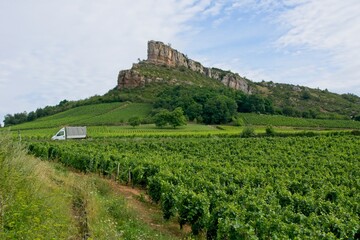 Fototapeta na wymiar Vineyard in Solutré-Pouilly (Bourgogne) with Roche de Solutré in background