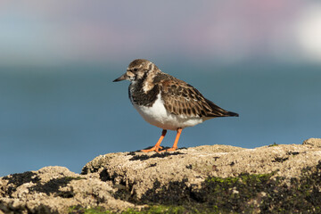 Ruddy turnstone in the vicinity of a sea harbor