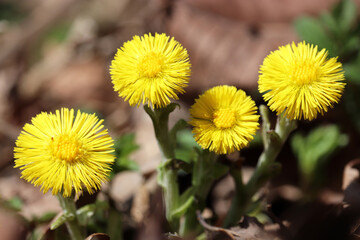 Coltsfoot flowers in spring forest. Blooming Tussilago farfara at april