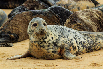 Obraz premium seal on the beach