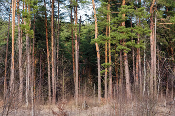 Edge of the pine forest in early spring