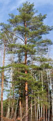 Old pine growing on edge of forest, vertical panoramic view