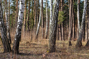 Section of forest with trunks of birches on a foreground