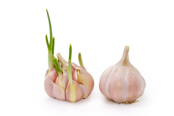 Two garlic one of which is sprouted, on white background