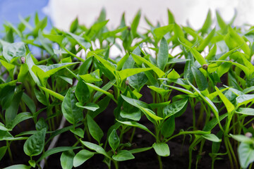 Seedlings of bell pepper, close-up in selective focus