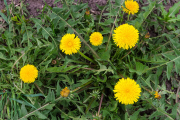 Top view of the bush of the flowering dandelions