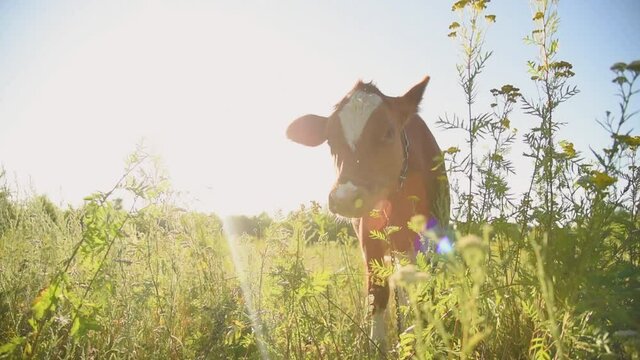 The cow is a sacred animal grazing in the meadow and eating grass on a sunny day at sunset. India concept