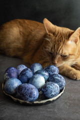 Easter eggs painted blue with a natural blueberry dye lie on a dark background next to a domestic ginger cat in the kitchen. The process of preparing for Easter.