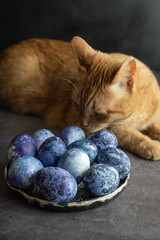 a ginger cat sits on the kitchen table next to blue-painted Easter eggs. The concept of preparing for Easter at home.