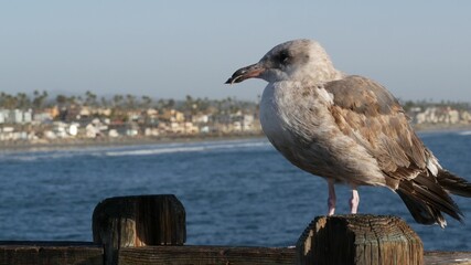 Seagull on wooden pier railings. Bird close up and palm trees in Oceanside. California waterfront pacific ocean tropical beach resort, USA. Summertime sea coastline vacations. Beachfront houses.