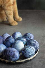 Preparing for the Easter holiday. Coloring eggs at home with natural improvised dyes. Easter eggs are painted blue with natural blueberry paint on the background of the cat's paws of a ginger cat.
