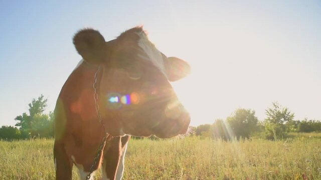 The cow is a sacred animal grazing in the meadow and eating grass on a sunny day at sunset. India concept