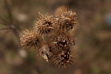 thistle in the garden