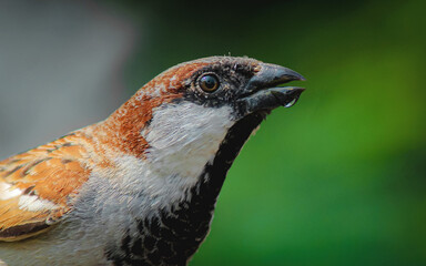 Old World Sparrow