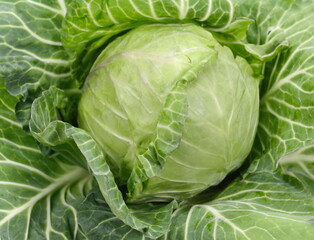 Obraz premium Cabbage isolated on white background. Fresh green cabbage.