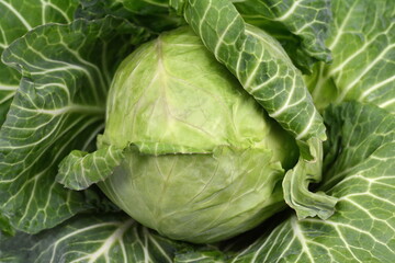 Cabbage isolated on white background. Fresh green cabbage.