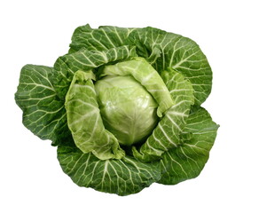 Obraz premium Cabbage isolated on white background. Fresh green cabbage.