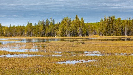 Landscape in spring with swamp and forest in Lapland, Sweden