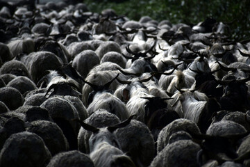 Beautiful picture of sheep head on a way