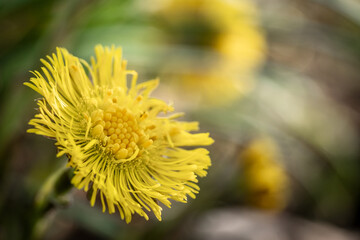 yellow flower of a dandelion