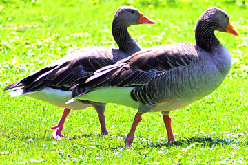 goose on the grass