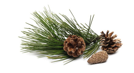 Austrian pine (Pinus nigra) twig, branch with pine cones isolated on white background