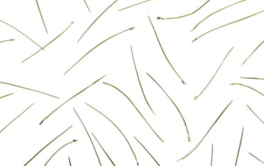 Austrian pine needles, leaves pattern (Pinus nigra) isolated on white background, top view