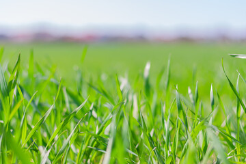 green grass in the meadow close up with selective focus