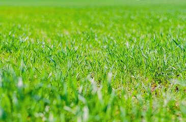 abstract natural background with green grass. field with green grass.