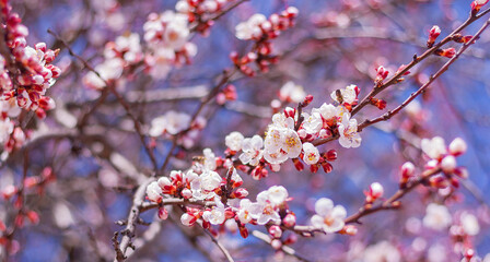 branches of a blossoming tree in the garden. spring natural background