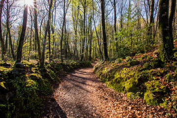 Spring sunrise in La Fageda D En Jorda Forest, La Garrotxa, Spain