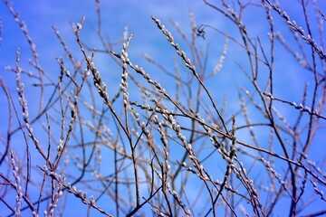 The first buds on the trees against the background of the blue sky	