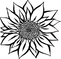 Sunflower illustration. . Vector isolated design. Doodle illustration of big sunflower isolated on white background