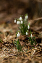 The first spring flowers are snowdrops