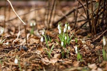 The first spring flowers are snowdrops