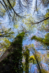 Spring sunrise in La Fageda D En Jorda Forest, La Garrotxa, Spain