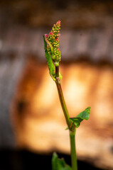 Sauerampfer Blüte pink-grün