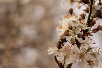 tree blossom