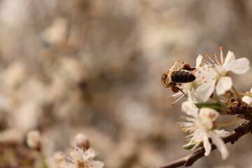 bee on a flower