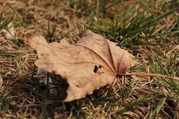 leaf in the grass