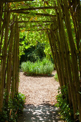 Allée couverte dans un jardin menant versun bosquet de plantes vertes