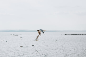 A flock of beautiful seagulls fly, soar over the sea, ocean.