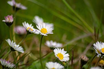 Blumen im Fr&uuml;hling