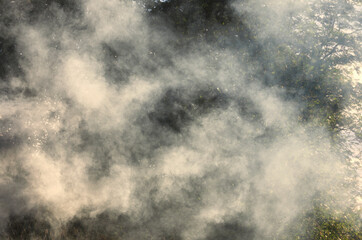 Clouds of white smoke from a village fire in the sunlight on the background of summer trees