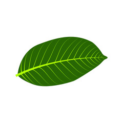 Obraz premium leaf icon on white background. nature sign. vector illustration