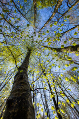 Fototapeta premium Spring sunrise in La Fageda D En Jorda Forest, La Garrotxa, Spain
