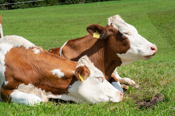 Brown and white cows in a grassy field on a bright and sunny day.