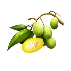 Spondias dulcis known commonly as ambarella. Equatorial or tropical tree, with fruit containing a fibrous pit. Kedondong, buah long long, pomme cythere, june plum, juplon, golden apple, golden plum.