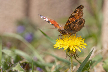 Tagpfauenauge auf Löwenzahn